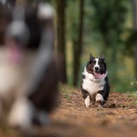 犬がみせる『本能的な行動』9つ　野性味溢れる仕草の意味や止めさせる方法までご紹介