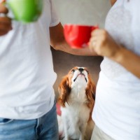 犬が『嫉妬』しているときにみせる行動6選　どんなことにヤキモチを焼いてしまうの？