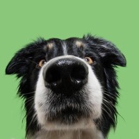 犬が飼い主の『股のニオイ』を嗅ぐ心理4選　やめてほしい場合の適切な対応まで解説