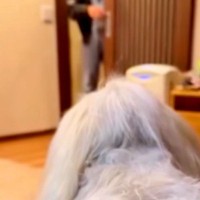 愛犬を亡くした夫婦→妻が夫に内緒で『そっくりのぬいぐるみ』を渡した結果…涙が止まらない『再会の瞬間』に反響「帰ってきたみたい」「素敵」
