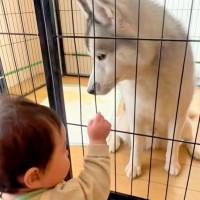 小さな男の子が『大型犬が閉じ込められている』と勘違いして…助け出すためにとった『まさかの行動』が37万再生「相思相愛」「癒しのコンビ」
