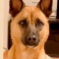 『犬と飼い主は似るって言うけど…』夫とワンコの顔を比較してみた結果→あまりにも似すぎている光景が106万再生「想像以上で草」「兄弟？ｗ」