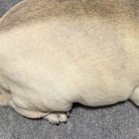 眠っている犬を『上から撮影してみた』結果…まさかの『食べ物にしか見えない光景』に2万いいね集まる「完全一致で草」「生牡蠣ｗｗ」と爆笑続々