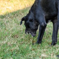 犬が拾い食いすると『死ぬかもしれないモノ』５選　食べてしまった場合の危険な症状とは？