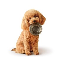 犬が『空腹』のときにみせるサイン５選　執拗にご飯を要求してきた場合の対処法まで