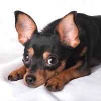 犬の前で鳴らしてはいけない『音』５選　愛犬に恐怖を与えてしまう絶対NG行為とは？