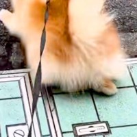 『いつもの散歩コース』を歩く犬→突然『動物病院への道』に切り替わると…わかりやすく『絶望する光景』に爆笑「必死ｗｗ」「気付くの早くて草」