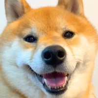 ニコニコの犬に『明日、病院』と伝えた結果→笑顔が消えて…わかりやす過ぎる『表情』が69万再生「ゲッソリしてて草」「中に人が入ってるｗ」