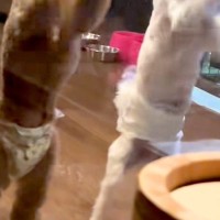 犬と泊まれるホテルで『客室露天風呂』に入った結果→ふと部屋を見ると…全くリラックスできない光景が29万再生「太鼓の達人で草」「シンクロ」