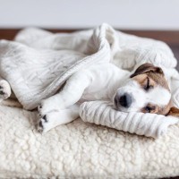 犬が飼い主の『服の上で眠る』心理４選　洗濯物からどいてくれないワケや止めてほしい場合の対策まで