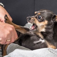 犬が不幸になる飼い主の『甘やかし行動』5つ　間違った対応が取り返しのつかない事態を招くことも…