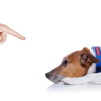 犬が『いじけている』ときにみせる仕草や行動5つ　ふてくされてしまう原因や不満を解消する方法まで