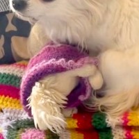 飼い主が亡くなっても、部屋で帰りを待ち続けた犬→ぬいぐるみを抱きしめながら…涙あふれる『保護の様子』が37万再生「素敵」「幸せになって」