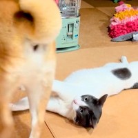 ストーブで温まっている猫→突然『犬』が現れて…まさかの『理不尽過ぎる光景』が11万再生「はーどっこいしょｗ」「小学生の兄弟みたいで草」