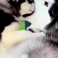 どうしても『お父さん犬の口の中』に入りたい子犬→3年後、大きくなっても…まさかの『現在の光景』に反響「可愛すぎる」「手加減してて優しい」