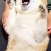 耳に薬をさす犬→『ものすごく嫌がっている』と思いきや…薬を入れる瞬間の『態度』が愛おしすぎると35万再生「おててがｗｗ」「あざとすぎる」