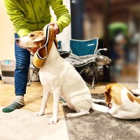 犬が『洋服を嫌がる』理由5つ　どうしても着せなければならない場合の解決策まで
