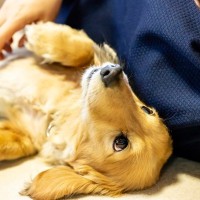 犬が飼い主にみせる『尊い行動』4つ　愛おしくて抱きしめたくなる仕草の意味とは？