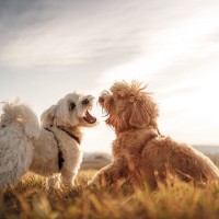 犬が『他の犬に吠えてしまう』理由とは？やめさせる方法はあるの？しつけの注意点まで