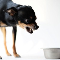犬の『フードアグレッシブ』ってなに？攻撃行動をみせる理由や飼い主にできることまで