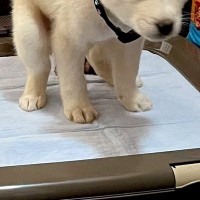 トイレで踏ん張る『生後2ヶ月の保護犬』→2年後…赤ちゃんの頃から変わっていない『表情』に5万いいね「もはや様式美ｗ」「そのまま過ぎて草」