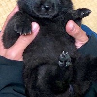 両手で包めるほど小さかった赤ちゃん犬→1年後…とてつもなくカッコいい『成長した光景』に10万いいね「イケメンすぎる」「子グマから狼に」
