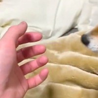 手を出すと『自動的に撫でられに来るシステム』を搭載した犬→ピトッと頬を摺り寄せて…可愛すぎる行動が14万表示「最高」「声出して笑った」