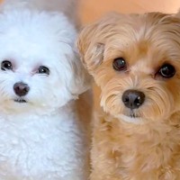 『AIかと思った』2匹の犬に"おしゃんぽいく？"と質問してみた結果→とんでもなく尊い『シンクロした光景』が43万再生「可愛すぎて声出た」
