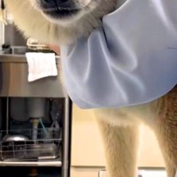 年に1度の注射を打ちに来た犬→ニコニコ笑顔だったのに、診察台に乗ると…事態に気付いた瞬間の『表情』に反響「顔がｗｗ」「頑張ってエライ」
