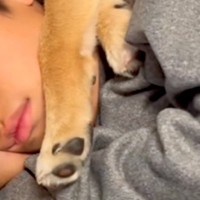 小学生の男の子と犬→『やけに静かだな』と思い、見に行ってみたら…とんでもなく尊い『添い寝の仕方』が22万再生「似すぎｗ」「もはや兄弟」