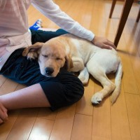 犬が『あご乗せ』してくる心理５選　飼い主のそばを離れない理由や適切な対応まで