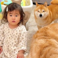 1歳の女の子が悪いことをしたので、叱った結果→察した犬たちが集まってきて…まさかの『尊すぎる光景』が23万再生「連帯責任なんだ」「素敵」