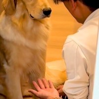 パパが大型犬に『お手』と言うと、しぶしぶ手を差し出して…あまりにもやる気がない『態度と表情』が410万再生「ダルそうで草」「最高ｗｗ」