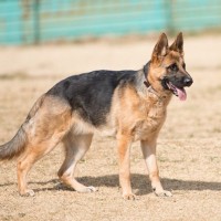 『頭がいい』といわれている犬種５選　賢いワンコがよくする行動や気をつけるべき接し方まで