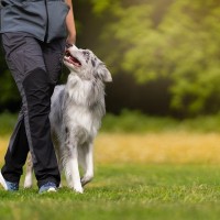 犬が飼い主を『頼りにしている』サイン5選　愛犬に信頼される人の特徴や共通点まで