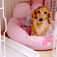 『ケージに閉じ込められた』と文句を言うシニア犬→実は開いていて…勘違いに気付いた瞬間が尊いと40万再生「全てが愛おしい」「可愛い文句ｗ」