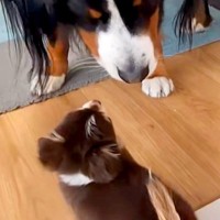 極小子犬と40キロの超大型犬が『一緒に遊んだ』結果→とんでもなく尊い『サイズ差』に思わず悶絶「大きさ違いすぎてｗｗ」「早送りみたいで草」