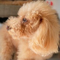 犬が『おやつ』に無関心な理由とは？どうしたら食べてくれるの？知っておきたい本音まで