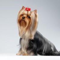 犬の被毛を美しく維持するポイント5つ　毛並みを良くするためのお手入れのコツまで