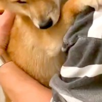 お風呂が大嫌いな犬→湯船に入れようとすると、パパに抱き着いて…守りたくなる『表情』が23万再生「困り顔がたまらん」「助けに行きたい」
