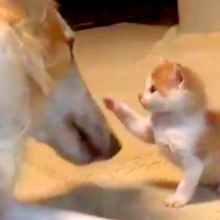 赤ちゃん子猫と大型犬→小さなおててで『猫パンチ』をした結果…泣けてくる『尊い世界』に1万いいね集まる「ウルウルした」「優しい」と絶賛