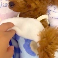 お布団をかけて寝ている犬→めくってみたら…人間の子どもにしか見えない『尊すぎる光景』が145万再生「抱きしめたくなる」「仕草たまらん」