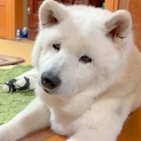 家族の外食中、家で寂しく待つ老犬→みんなが帰ってきて『お留守番を褒められた』結果…泣けるほど尊い光景に反響「皆に愛されてる」「癒される」