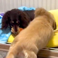 妹犬におもちゃを取られた姉犬→『返してくれない』と文句を言って…わかりやすく『ママに訴える表情』が34万再生「地団駄ｗ」「子どもと同じ」