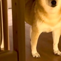 赤ちゃんを寝かしつけた後、寝室まで様子を見に来た犬→『おいで』と言うと…まさかの『ツンデレすぎる展開』に反響「柴距離発動ｗ」「たまらん」