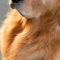 通りすがりの小学生男子が『散歩中の大型犬』を見た結果→会話が聞こえてきて…『まさかの内容』に3万いいね「半分正解ｗｗ」「顔虚無ってて草」