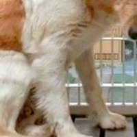 偶然『処分確定の保護犬』を発見→頭から離れず、往復1500kmを…『感動的な物語』と『2年後の表情』に反響「別犬みたい」「幸せそう」