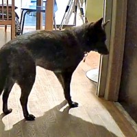 毎日一緒にいたママが『突然の外泊』をして戸惑う犬たち→あまりにも健気な光景と『再会の瞬間』が愛に溢れていると反響「可愛い」「賢いなあ」