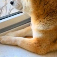 『半年ぶりに、孫が来るよ』と犬に伝えた結果→30分以上も窓から離れなくなり…尊すぎる『再会の瞬間』が32万再生「涙出た」「嬉しさ伝わる」