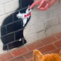猫のことが大好きな犬→散歩中に見つけた『壁に描かれた猫』を撫でた結果…勘違いで見せた『まさかの光景』に反響「可愛い」「なんとも愛らしい」
